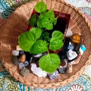 Patchouli | Baby Starts | 3in Nursery Pot